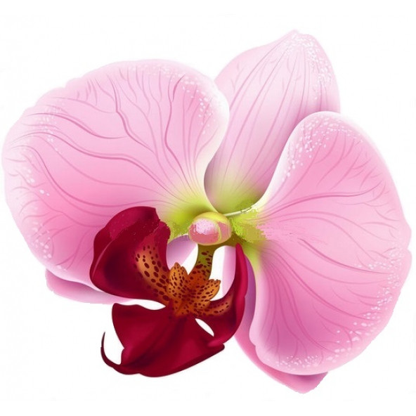 10 Adet Phalaenopsis Pembe Orkide Tohum + 10 Adet Tohum - 1
