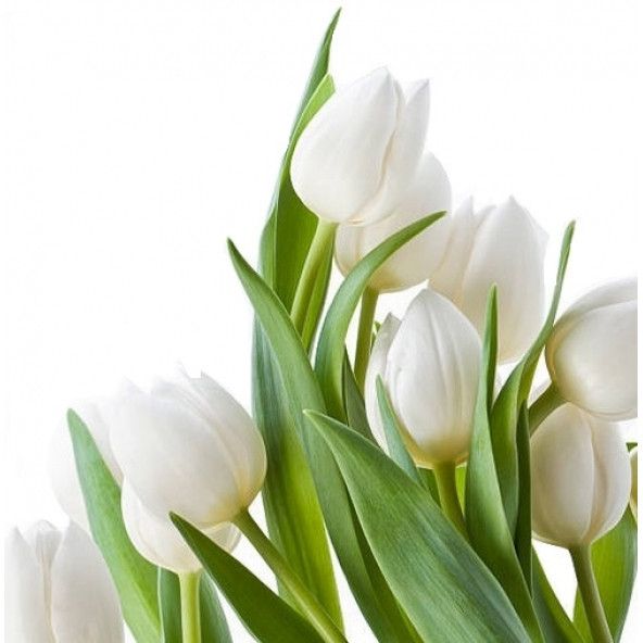 10 Adet Tulip White Seed Beyaz Renk Lale Tohumu + 10 Tohum
