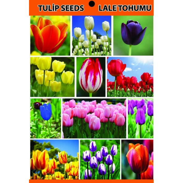 10 Adet Tulip White Seed Beyaz Renk Lale Tohumu + 10 Tohum - 2