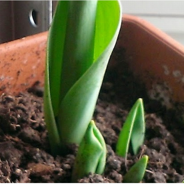 10 Adet Tulip White Seed Beyaz Renk Lale Tohumu + 10 Tohum - 3