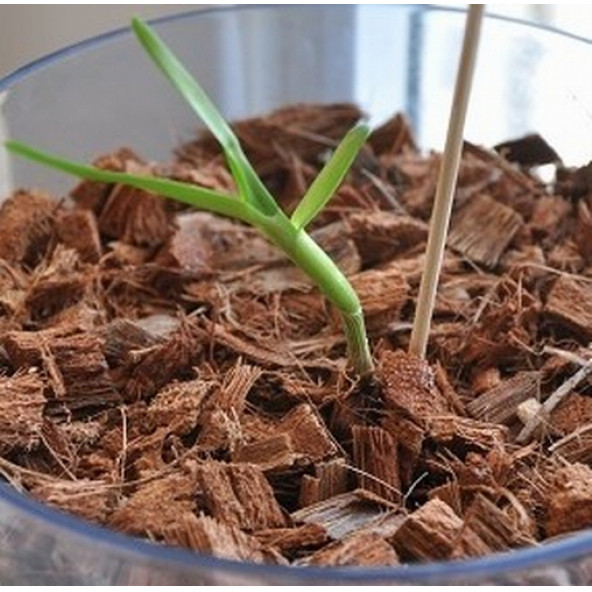 50 Adet Orkide Tohumu + 10 Adet Hollanda Gülü Tohumu - Resim 2