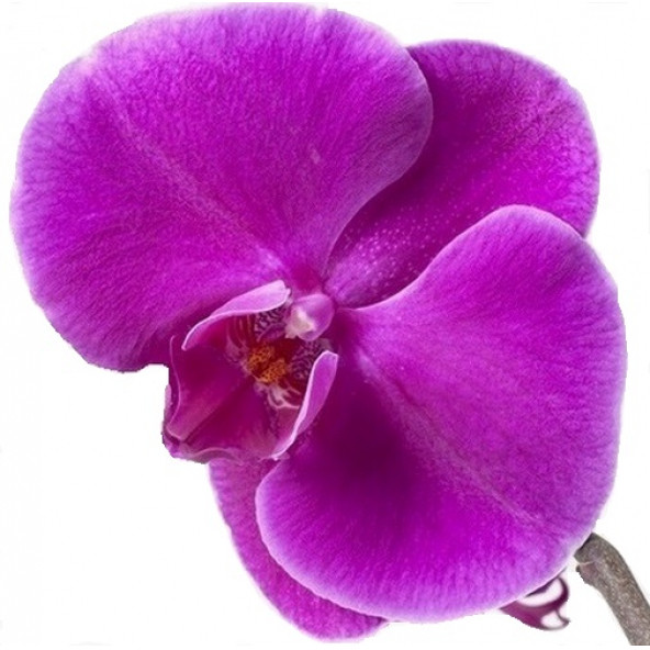 10 Adet Phalaenopsis Mor Orkide Tohumu + Sebze Tohumu 10 A ürün görseli 1