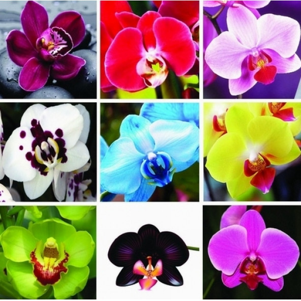 10 Adet Phalaenopsis Mor Orkide Tohumu + Sebze Tohumu 10 A - Resim 2