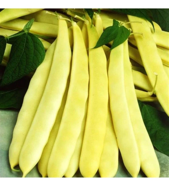 TURŞULUK OTURAK FASULYE TOHUMU (ERBAL) 500 GR ürün görseli 1