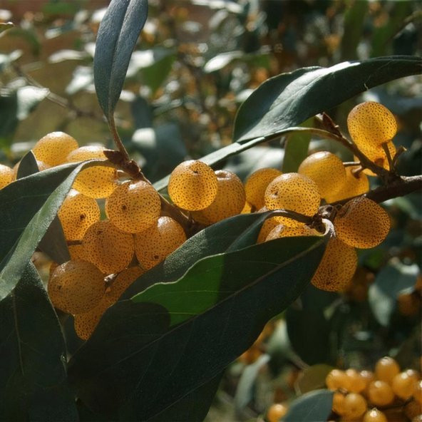 Tüplü Sarı Elaeagnus Umbellata Fortunella Şifalı Güz Zeytini Fidanı