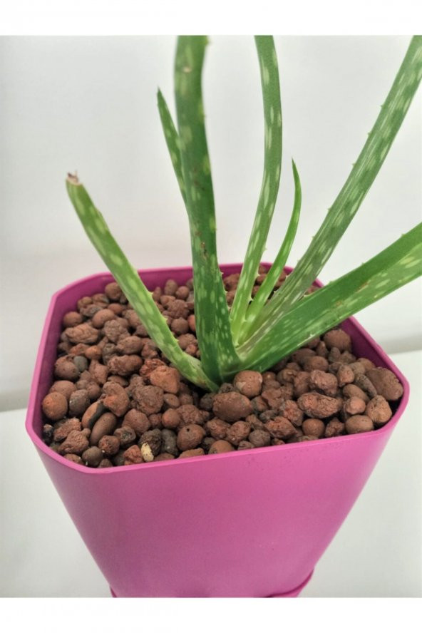 5 Lt 3-8 mm Genleştirilmiş Kil Bilyesi Hidroponik Kil Orkide Kil Bilyesi - 3