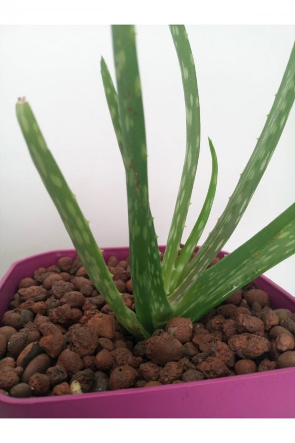 5 Lt 3-8 mm Genleştirilmiş Kil Bilyesi Hidroponik Kil Orkide Kil Bilyesi - 4