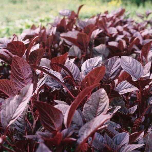 Bordo Yapraklı Amaranth Tohumu - Resim 3
