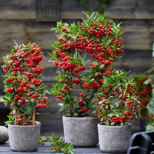 Kırmızı Ateş Dikeni (Pyracantha coccinea) Tohumu 250 Adet