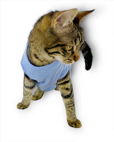 Blue Hersey Beck Kedi Elbisesi Kedi Kıyafeti - Resim 2