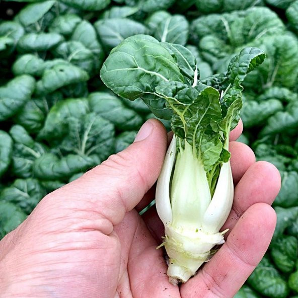 ALTIN PAK CHOI TOHUMU ( GOLDEN PAK CHOI ) - Resim 3