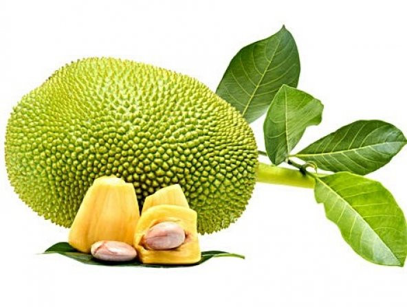JACK MEYVESİ  TOHUMU ( JACK FRUIT ) - 2