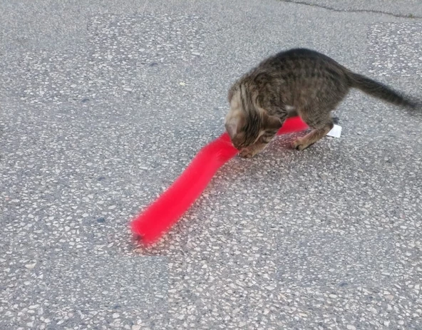 Kedi Tırmalama Fırçası - Kedi Oyuncağı - 4