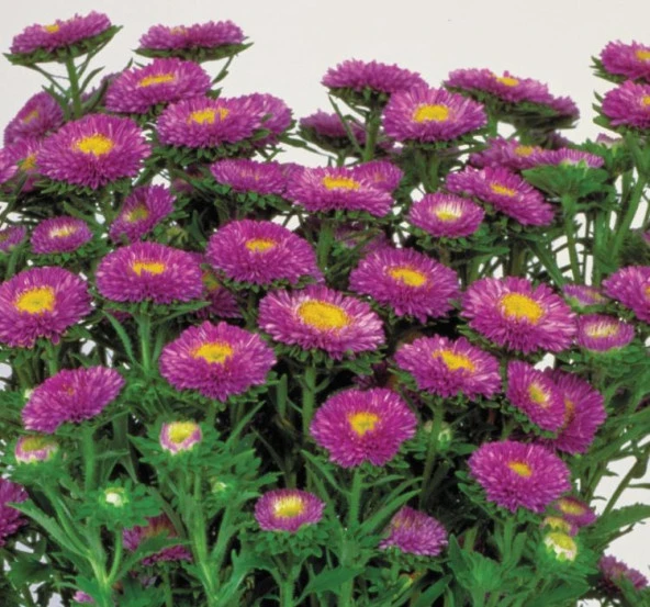 Mavi Kasımpatı F1 Tohumu ( 15 Tohum ) - 2