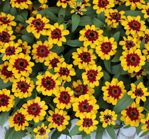 Zinnia Sarı Kırmızı Renkli - Mini çok çiçekli ( 8 Tohum ) ürün görseli 1