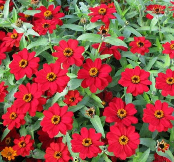 Zinnia Kırmızı Renkli - Mini çok çiçekli ( 8 Tohum ) ürün görseli 1