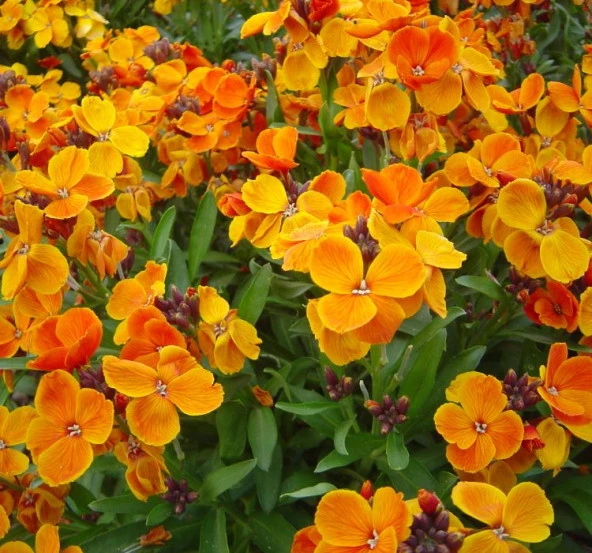 Sarı Şebboy Tohumu ( Kokulu ) - 25 Tohum - 2