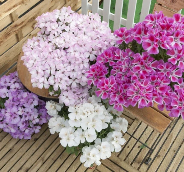 Godetya Tohumu ( Bahçe Açelyası ) Karışık Renkli - 5 Tohum - 2