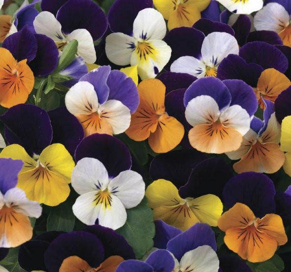 Menekşe Çiçeği Tohumu ( Mini Mini Çiçekli ) Karışık Renkli - 8 Tohum ürün görseli 1