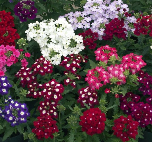 Mine Çiçeği Tohumu ( Yayılıcı Çok Çiçekli ) Karışık Renkli - 8 Tohum ürün görseli 1