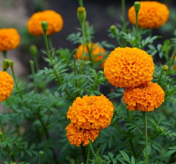 Kadife Çiçeği Tohumu ( İri Çiçekli Uzun Boylu ) Turuncu Renkli - 5 Tohum - 2