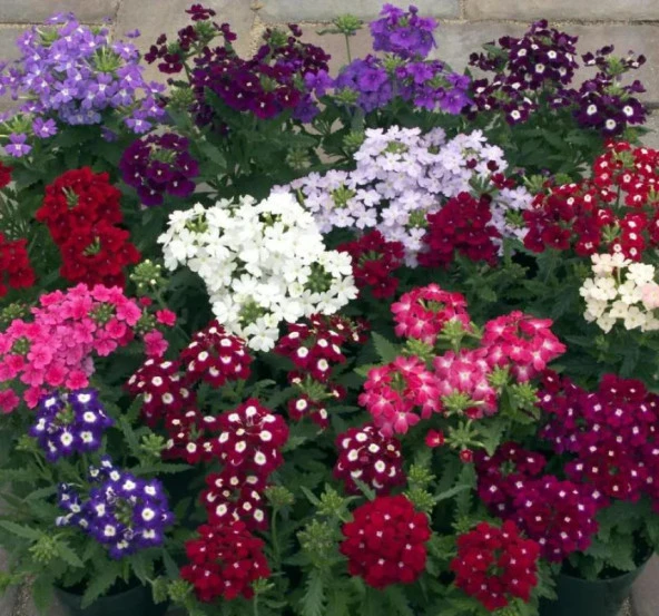 Mine Çiçeği Tohumu ( Yayılıcı Çok Çiçekli ) Karışık Renkli - 8 Tohum - Resim 2