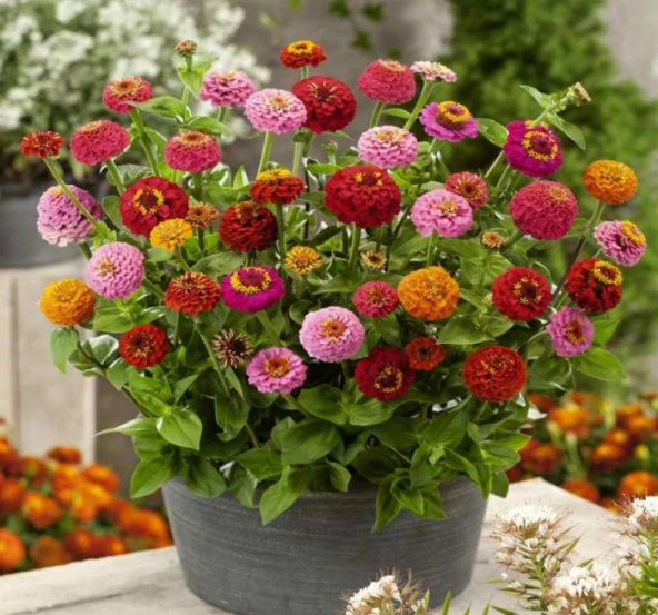Kirli Hanım Çiçeği Tohumu ( Büyük Çiçekli Zinnia ) Karışık Renkli - 5 Tohum - 2