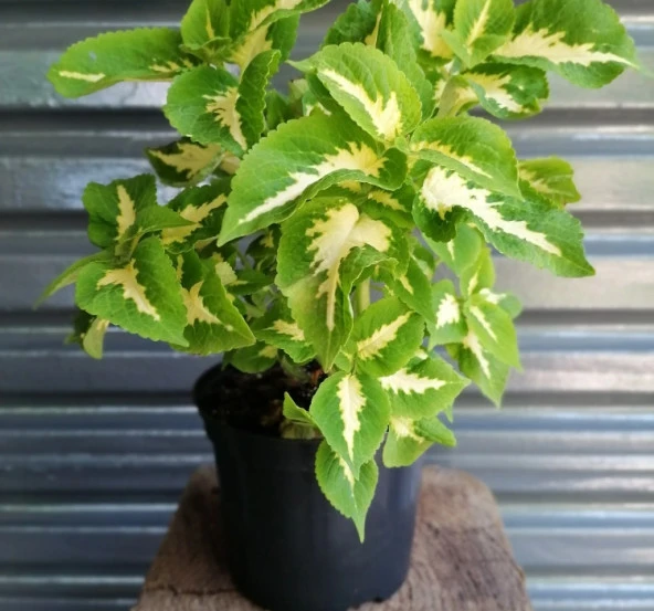 Yaprak Güzeli Tohumu ( Geniş Yaprak ) - Kırmızı Yeşil Beyaz - 20 Tohum - 2