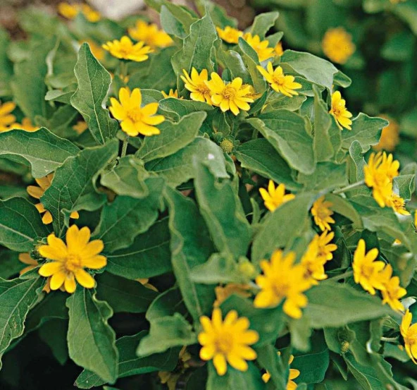 Madalyon Çiçeği Tohumu ( Büyük Geniş Bitki ) Sarı Renkli - 10 Tohum - 2