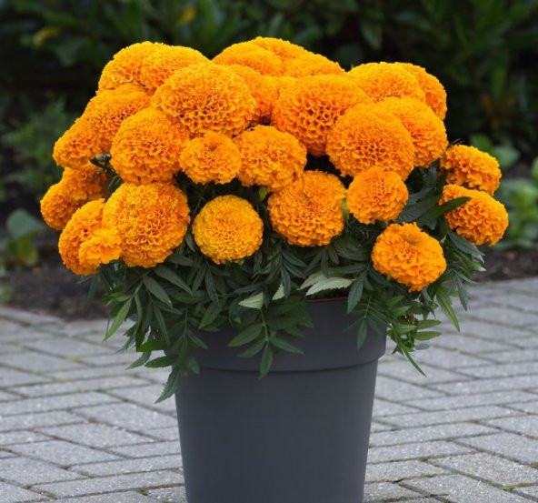 Kadife Çiçeği ( Marigold Büyük Çiçek ) Turuncu Renkli - 10 Tohum - 1