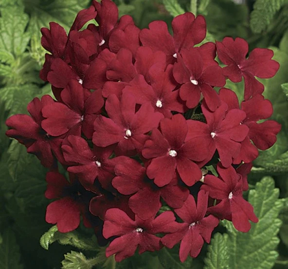 Mine Çiçeği ( Sarkan Çok Dallanan ) Bordo Renkli - 10 Tohum - Resim 2