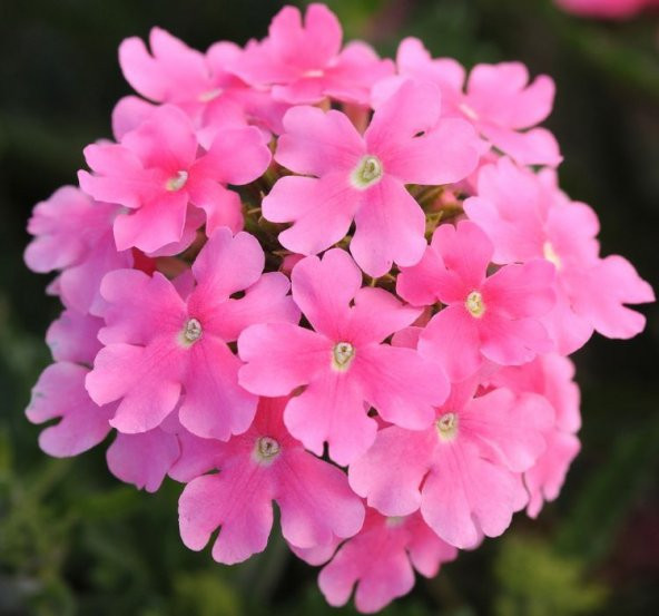 Mine Çiçeği ( Sarkan Çok Dallanan ) Pembe Renkli - 10 Tohum ürün görseli 1