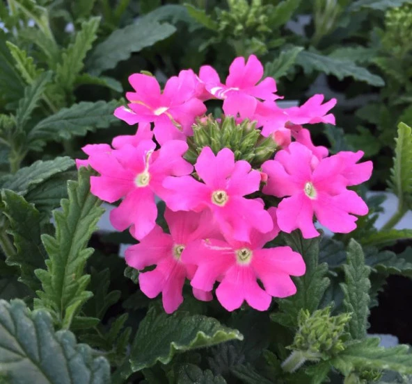 Mine Çiçeği ( Sarkan Çok Dallanan ) Pembe Renkli - 10 Tohum - Resim 2