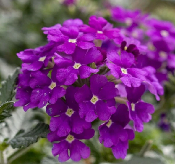 Mine Çiçeği ( Sarkan Çok Dallanan ) Mor Renkli - 10 Tohum - Resim 2