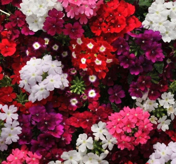 Mine Çiçeği ( Sarkan Çok Dallanan ) Karışık Renkli - 10 Tohum - Resim 2