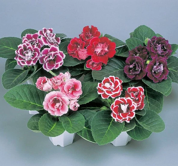 Bardak Menekşesi Tohumu ( Katmerli Büyük Çiçek ) Karışık Renkli - 8 Tohum - 2