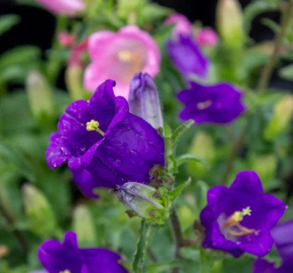 Çan Çiçeği Tohumu ( Mini Maviş ) Mavi Renkli - 5 Tohum - Resim 2