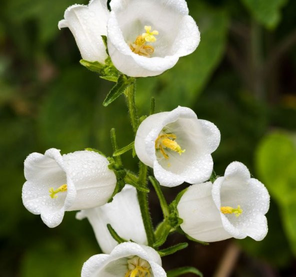 Çan Çiçeği Tohumu ( Mini Maviş ) Beyaz Renkli - 5 Tohum ürün görseli 1