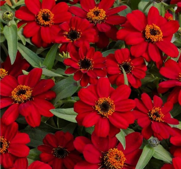 Zinnia Çiçeği Tohumu ( Mini Çiçekli, Kirli Hanım ) Kırmızı Renkli - 5 Tohum ürün görseli 1