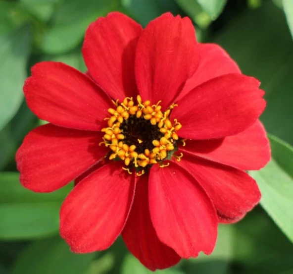 Zinnia Çiçeği Tohumu ( Mini Çiçekli, Kirli Hanım ) Kırmızı Renkli - 5 Tohum - Resim 2