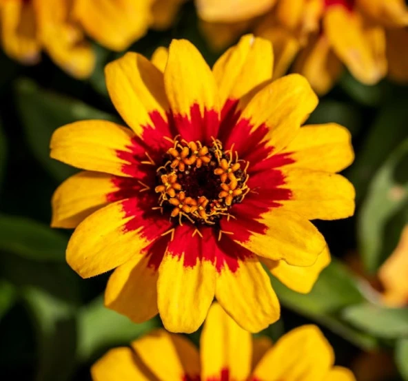 Zinnia Çiçeği Tohumu ( Mini Çiçekli, Kirli Hanım ) Sarı Kırmızı Renkli - 5 Tohum - 2