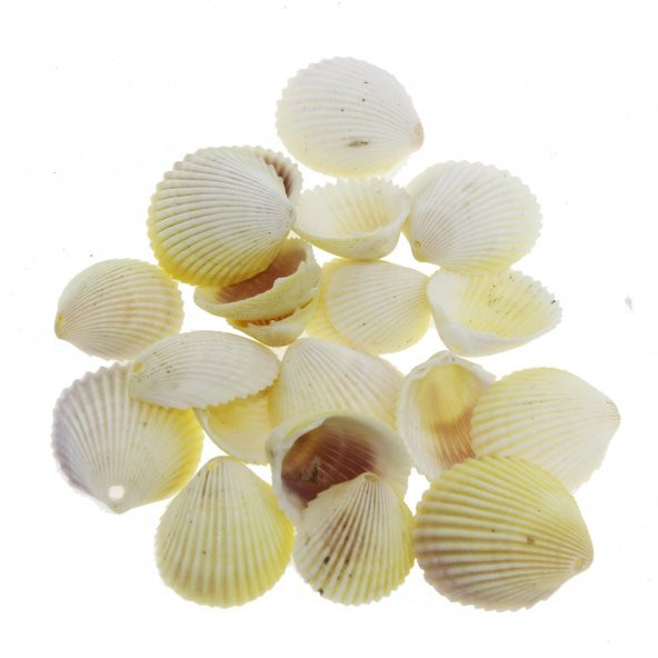 100gr. 3-4cm White Cockles Doğal Deniz Kabuğu Delikli