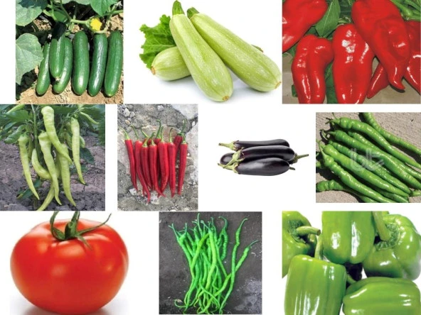 Yerli 10 Çeşit Sebze Tohumu Seti Ort 830 Ad Tohum+Gübre - Mix 4 ürün görseli 1