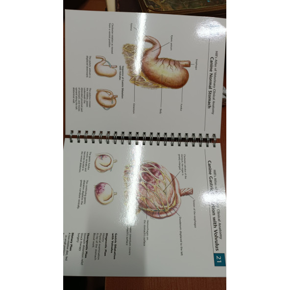 Hill's Pet Nutrition Hill's Atlas of Veterinary Clinical Anatomy , Hills - 2