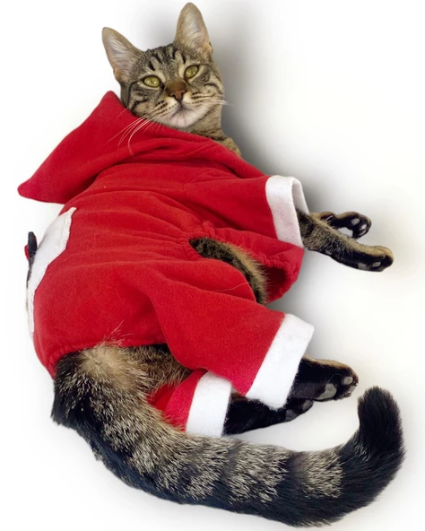 Kırmızı Sevimli Fare Kapşonlu Kedi Tulumu - Resim 4