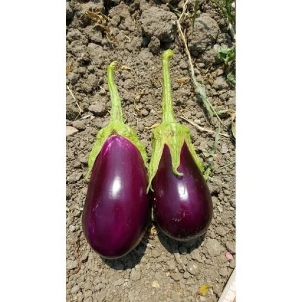 Yerli Patlıcan Tohumu Antep Dolmalık 10 Gr (Takribi 1300 Tohum) - Resim 2