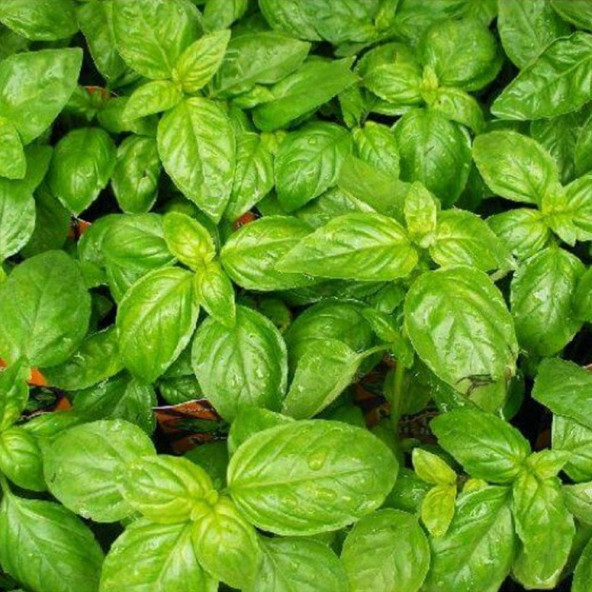 Çoker Yeşil Reyhan (Yemeklik Fesleğen) Tohumu 10GR