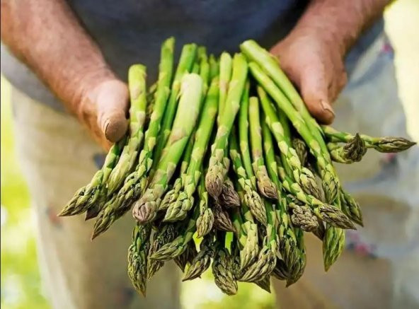 Kuşkonmaz Asparagus Tohumu - Resim 2