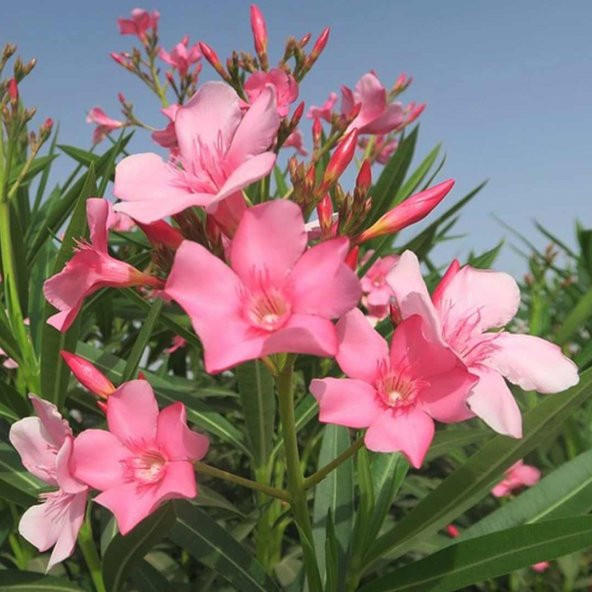Pembe Zakkum Çiçeği Tohumu - 2