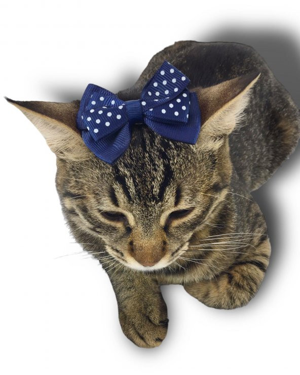 Kedi Tokası Dinner Navy - 2